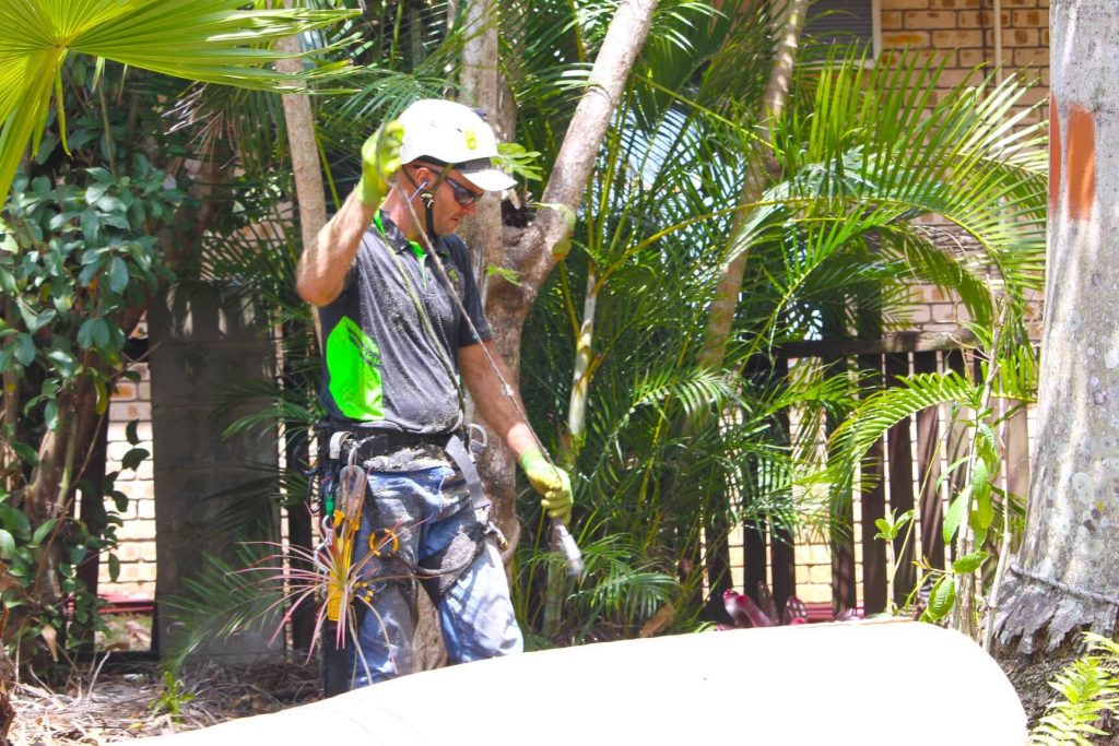 Man ready with a rope to lift a tree