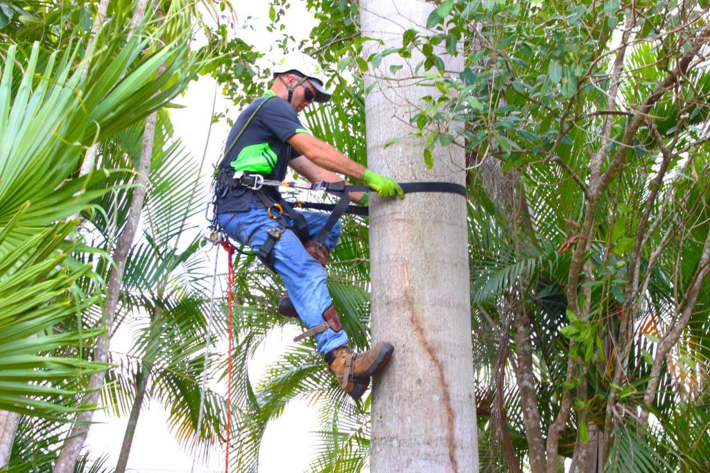 Man climbing tree for palm pruning