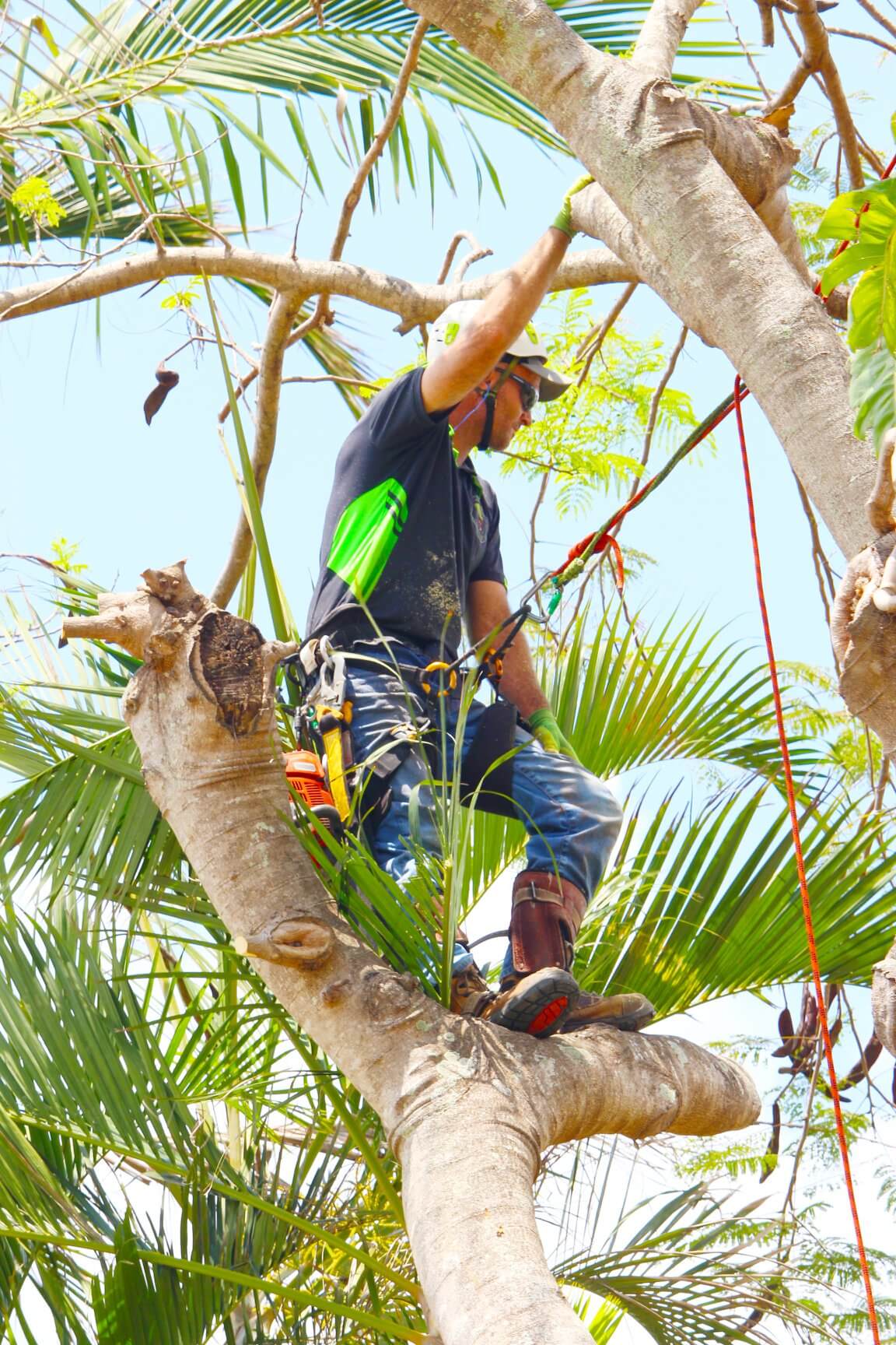 Man pruning a palm tree