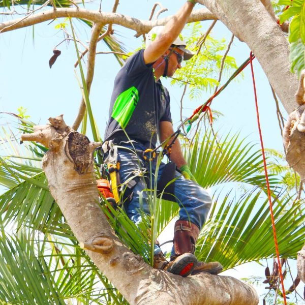 Man pruning a palm tree